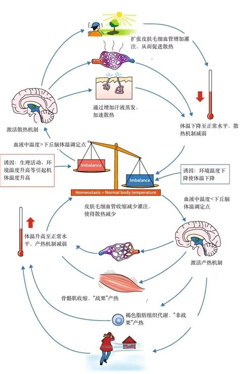 图片展示了人体体温调节机制。当体温升高时,下丘脑激活散热机制,皮肤毛细血管扩张、汗液蒸发加速,体温下降至正常水平;当体温下降时,下丘脑激活产热机制,骨骼肌收缩、褐色脂肪组织代谢,体温回升。图中还标注了体温调节的诱因,如生理活动、环境温度升高引起机体温度升高,以及环境温度下降使体温下降。该图与上下文紧密相关,直观呈现了体温调节过程,为理解高温热浪下老年人健康防护提供科学依据。