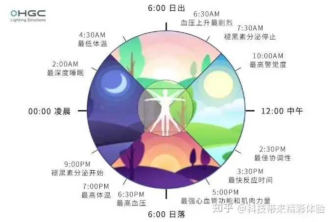 图片图片展示了人体一天24小时的生物钟规律。从 addCriterion