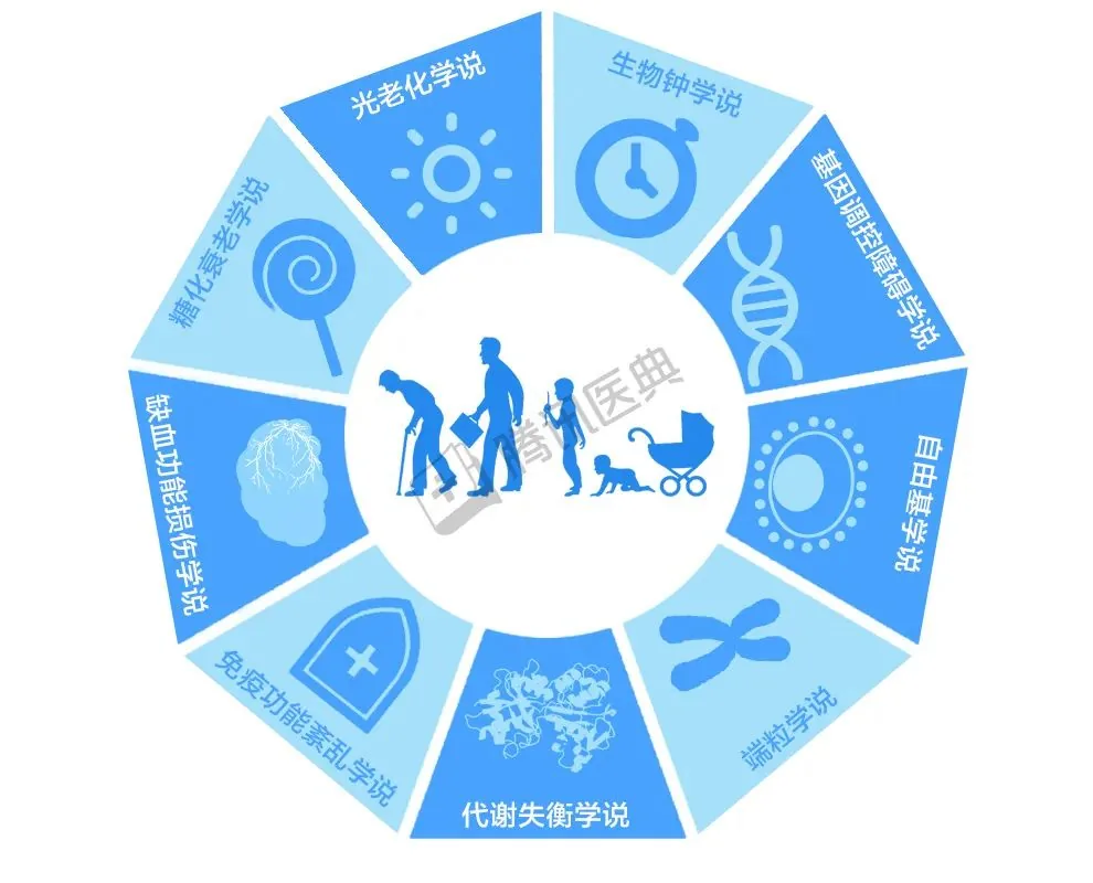 图片展示了影响衰老的多种学说,以圆形结构呈现,分为12个部分,每个部分对应一种学说。从左至右依次为糖化衰老学说、光老化学说、生物钟学说、基因调控障碍学说、自由基学说、端粒学说、代谢失衡学说、免疫功能紊乱学说、缺血功能损伤学说、糖化衰老学说、光老化学说。这些学说围绕着“衰老”这一核心,与上下文提到的延缓衰老与健康长寿