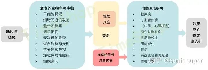 图片展示了衰老相关概念。左侧为基因与环境,包含衰老的生物学标志物,如干细胞耗竭等。中间是衰老,由慢性炎症和疾病特异性风险因素构成,慢性炎症包括糖尿病等,疾病特异性风险因素有肌肉减少等。右侧是慢性衰老疾病,如糖尿病、心血管疾病等。最右侧是残疾、死亡、衰老综合征。该图与上下文介绍的延缓衰老与健康长寿策略相关,直观呈现了衰老及疾病的关系。